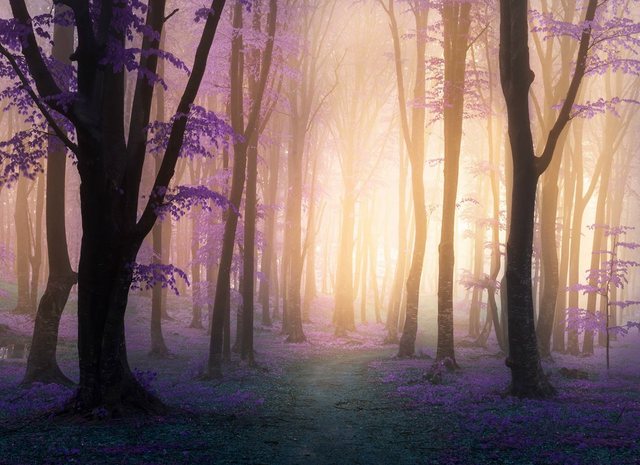 Papermoon Fototapete »Mystic Fogga Forest«, glatt-Tapeten-Inspirationen