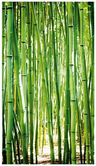 Bodenmeister Fototapete »Bambus-Wald grün«-Tapeten-Inspirationen