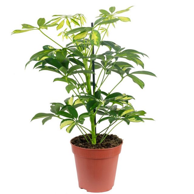 Flowerbox Zimmerpflanze »Strahlenaralie - Schefflera«-Pflanzen-Inspirationen
