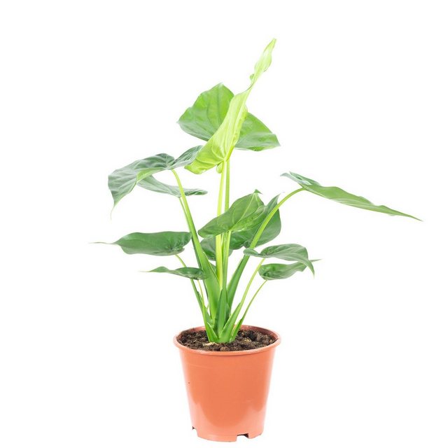 Flowerbox Zimmerpflanze »Elefantenohr - Alocasia cucullata«-Pflanzen-Inspirationen