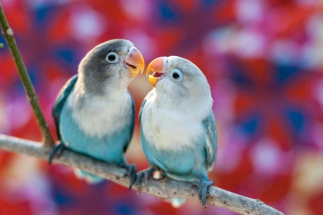 Papermoon Fototapete »Love Birds«, glatt-Tapeten-Inspirationen