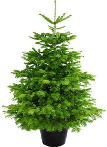 Weihnachtsbaum Guru Echter Weihnachtsbaum »Nordmanntanne im Topf«, Nordmanntanne-Weihnachtsbäume-Inspirationen