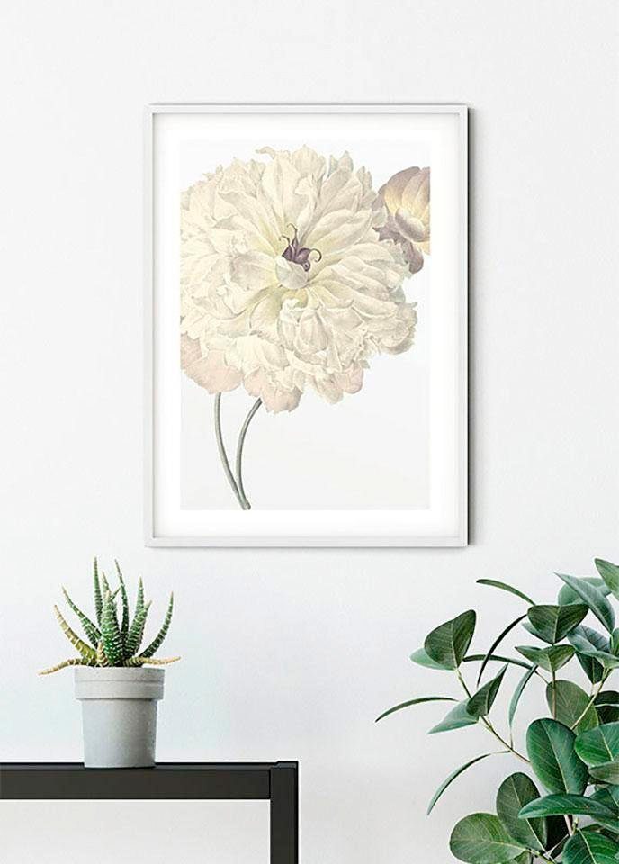 Komar Poster »Illustration Dahlia«, Blumen, Höhe: 70cm-Bilder-Ideen für dein Zuhause von Home Trends