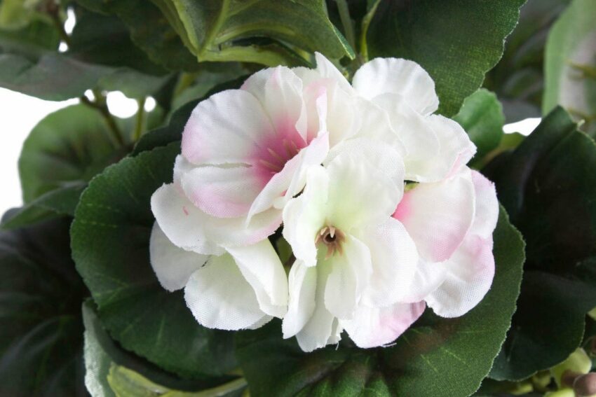 Kunstblume »Geranienbusch« Geranie, Botanic-Haus, Höhe 39 cm-Kunstpflanzen-Ideen für dein Zuhause von Home Trends