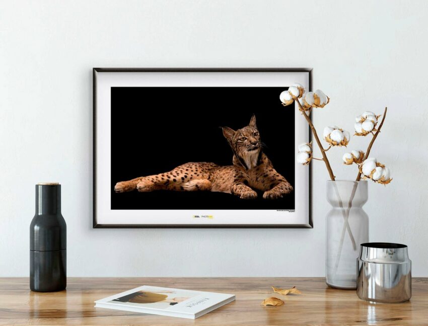 Komar Poster »Iberian Lynx«, Tiere, Höhe: 40cm-Bilder-Ideen für dein Zuhause von Home Trends