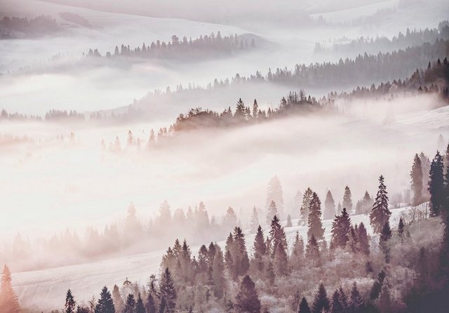Consalnet Papiertapete »Waldlandschaft im Nebel«-Tapeten-Inspirationen