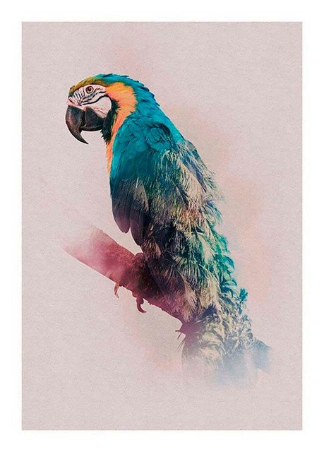 Komar Poster »Animals Paradise Parrot«, Tiere, Höhe: 50cm-Bilder-Inspirationen