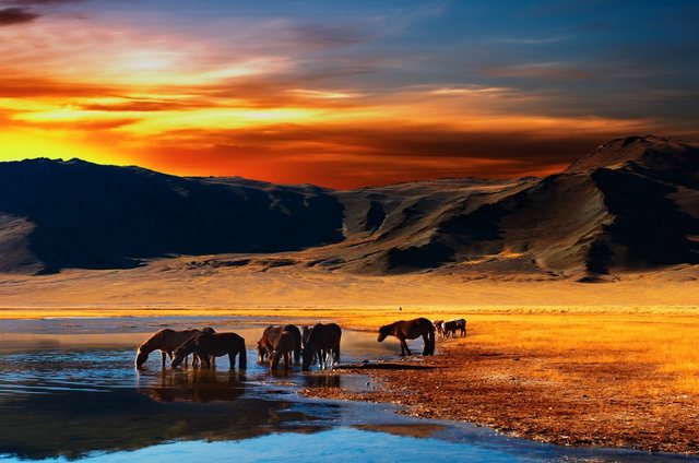 Papermoon Fototapete »Mongolian Horses«, glatt-Tapeten-Inspirationen
