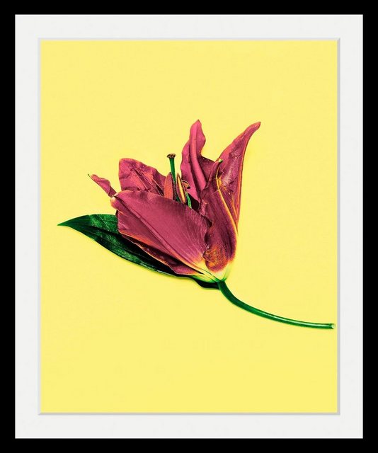 queence Bild »Blume«, in 3 Größen, gerahmt-Bilder-Inspirationen