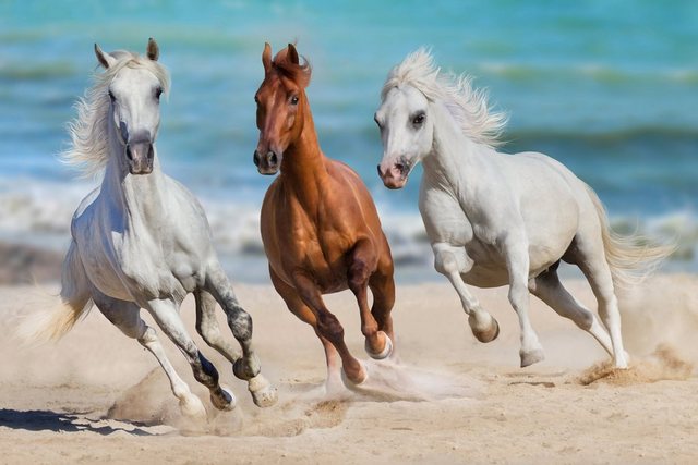 Papermoon Fototapete »Horse Herd Run Gallop«, glatt-Tapeten-Inspirationen