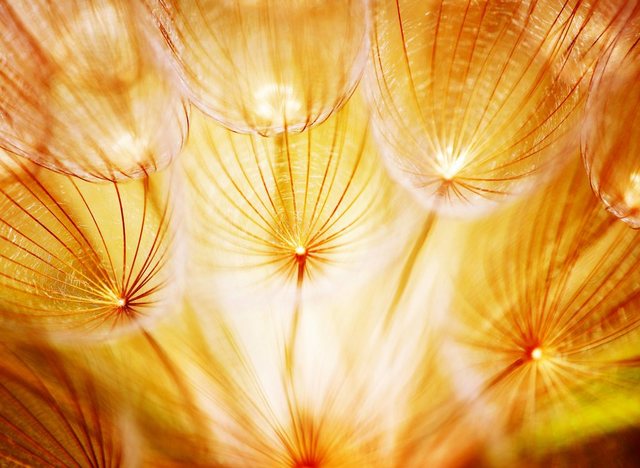 Papermoon Fototapete »Soft Dandelion Flowers«, glatt-Tapeten-Inspirationen