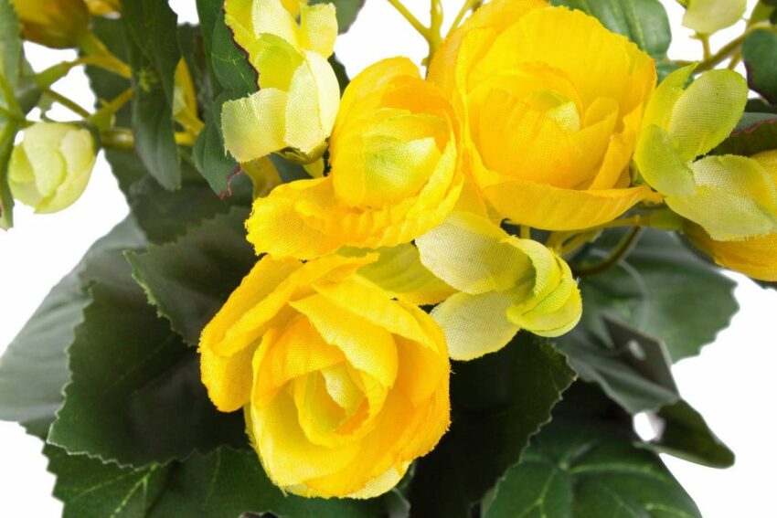 Kunstblume »Begonie im Topf« Begonie, Botanic-Haus, Höhe 23 cm-Kunstpflanzen-Ideen für dein Zuhause von Home Trends