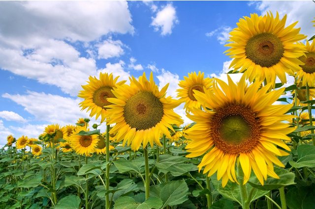 Papermoon Fototapete »Sunflower Field«, glatt-Tapeten-Inspirationen