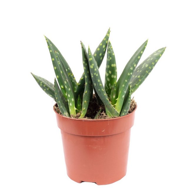 Flowerbox Zimmerpflanze »Aloe "Jurassic Dino" - Aloe paradisicum«-Pflanzen-Inspirationen