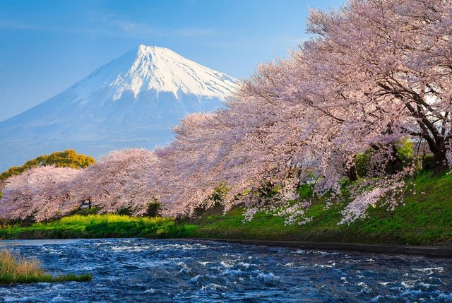 Papermoon Fototapete »Fuji and Sakura«, glatt-Tapeten-Inspirationen