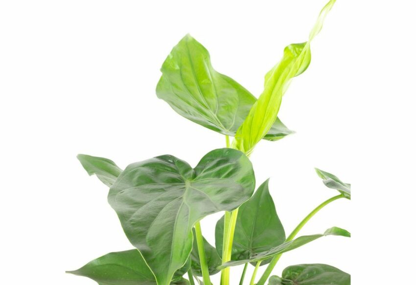 Flowerbox Zimmerpflanze »Elefantenohr - Alocasia cucullata«-Pflanzen-Ideen für dein Zuhause von Home Trends