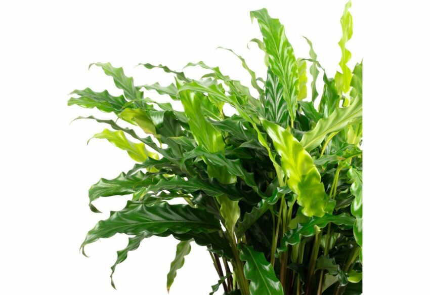 Flowerbox Zimmerpflanze »Korbmarante "rufibarba " - Calathea«-Pflanzen-Ideen für dein Zuhause von Home Trends