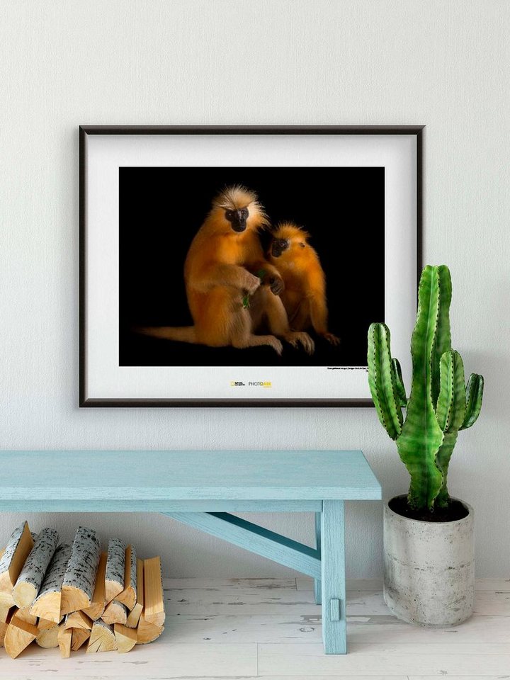 Komar Poster »Gee‘s Golden Langur«, Tiere, Höhe: 50cm-Bilder-Ideen für dein Zuhause von Home Trends