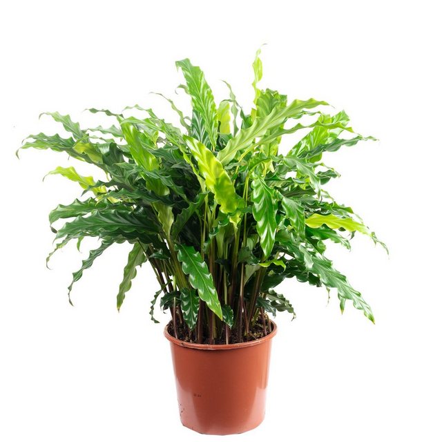 Flowerbox Zimmerpflanze »Korbmarante "rufibarba " - Calathea«-Pflanzen-Inspirationen