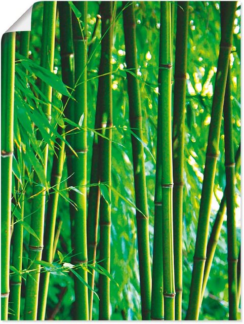 Artland Wandbild »Bambus III«, Gräser (1 Stück), in vielen Größen & Produktarten -Leinwandbild, Poster, Wandaufkleber / Wandtattoo auch für Badezimmer geeignet-Bilder-Inspirationen