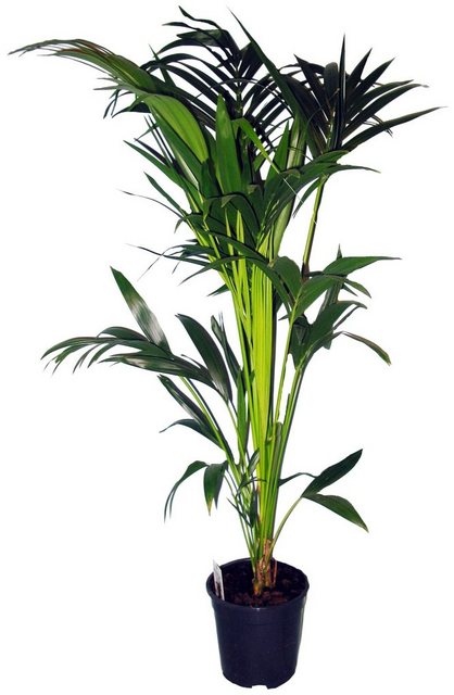 Dominik Zimmerpflanze »Kentia-Palme«, Höhe: 60 cm, 1 Pflanze-Pflanzen-Inspirationen