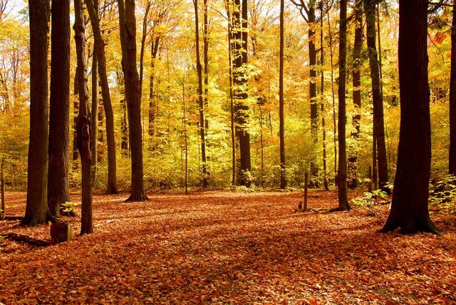 Papermoon Fototapete »Autumn Forest«, glatt-Tapeten-Inspirationen