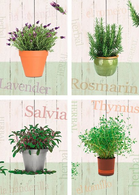 Artland Poster »Lavendel, Rosmarin, Salbei, Thymian«, Pflanzen (4 Stück), Poster, Wandbild, Bild, Wandposter-Bilder-Inspirationen