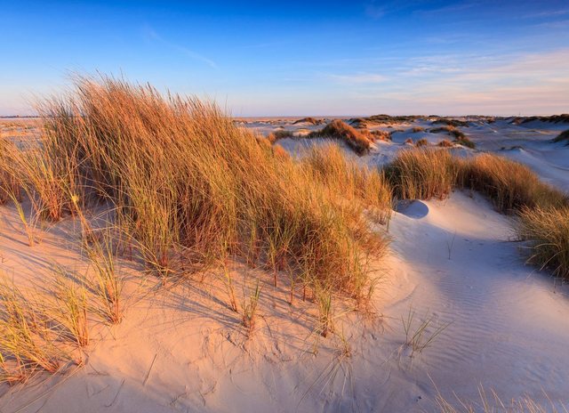 Papermoon Fototapete »Dunes Grass«, glatt-Tapeten-Inspirationen