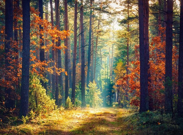 Papermoon Fototapete »Autumn Forest Sun Rays«, glatt-Tapeten-Inspirationen