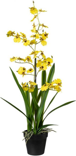 Kunstpflanze Orchidee, Creativ green, Höhe 75 cm-Kunstpflanzen-Inspirationen