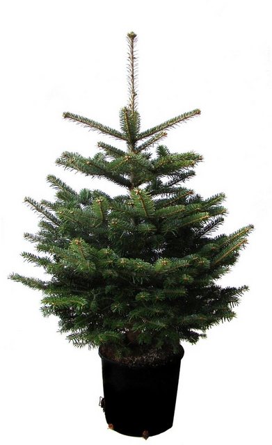 Weihnachtsbaumland Echter Weihnachtsbaum »Echte Nordmanntanne zum Einpflanzen«, im Topf gewachsen-Weihnachtsbäume-Inspirationen