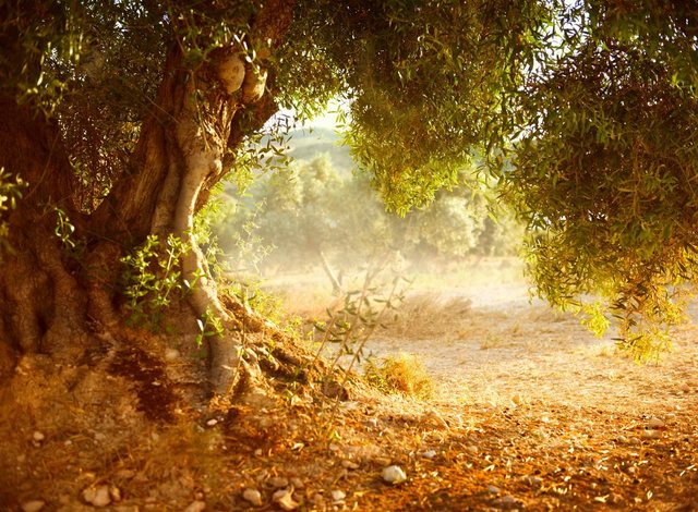 Papermoon Fototapete »Old Olive Tree«, glatt-Tapeten-Inspirationen
