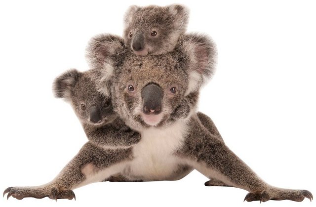 Komar Vliestapete »Koala«, glatt, bedruckt, realistisch, (6 St), 300 x 280 cm (Breite x Höhe) - 6 Bahnen-Tapeten-Inspirationen