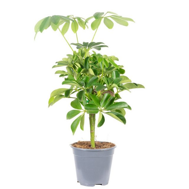 Flowerbox Zimmerpflanze »Strahlenaralie Stamm - Schefflera arboricola 'Nora'«-Pflanzen-Inspirationen