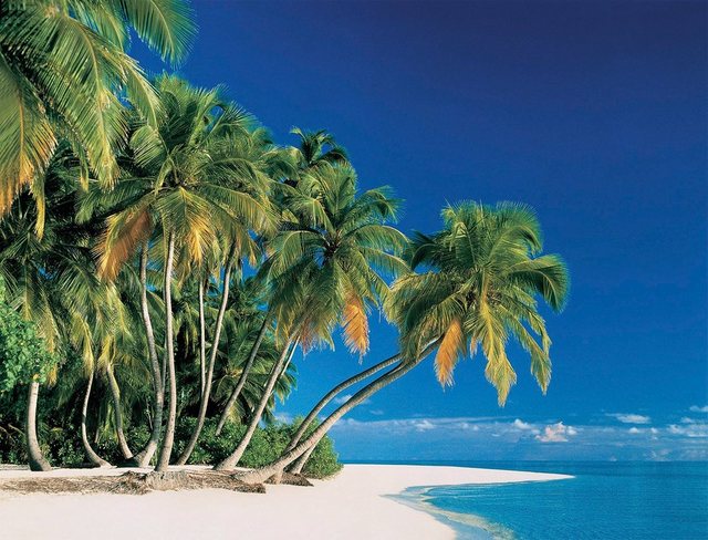 Papermoon Fototapete »Tropical Palms«, glatt-Tapeten-Inspirationen