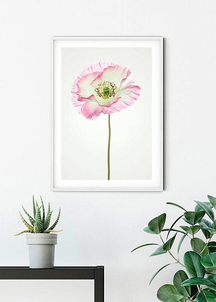 Komar Poster »Poppy«, Blumen, Höhe: 50cm-Bilder-Ideen für dein Zuhause von Home Trends