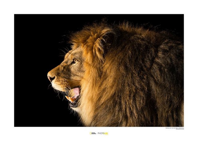 Komar Poster »Barbary Lion«, Tiere, Höhe: 30cm-Bilder-Inspirationen