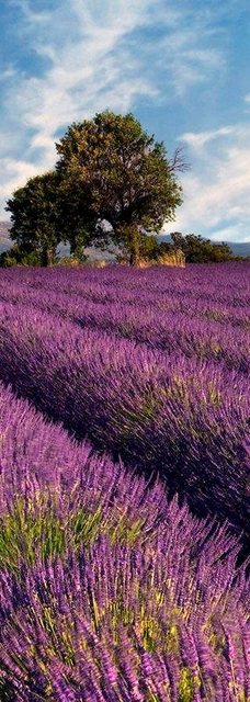 living walls Fototapete »Lavendelfeld in der Provence«, glatt, (1 St), FSCÂ®-Tapeten-Inspirationen