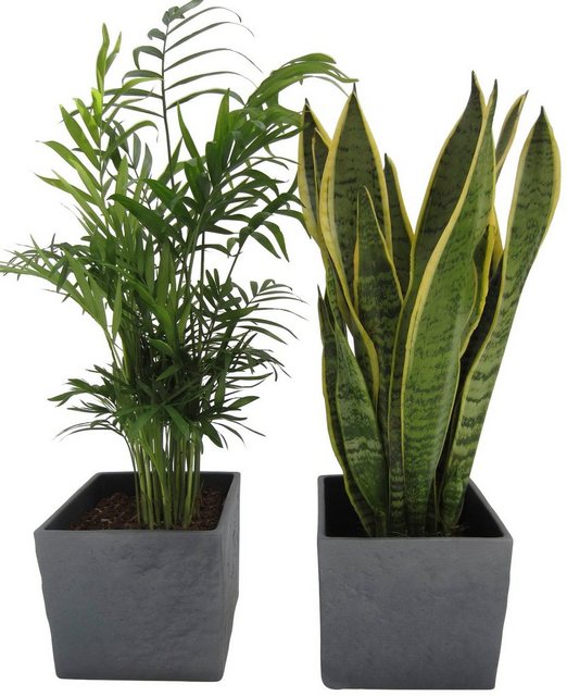 Dominik Zimmerpflanze »Palmen-Set«, Höhe: 30 cm, 2 Pflanzen in Dekotöpfen-Pflanzen-Inspirationen