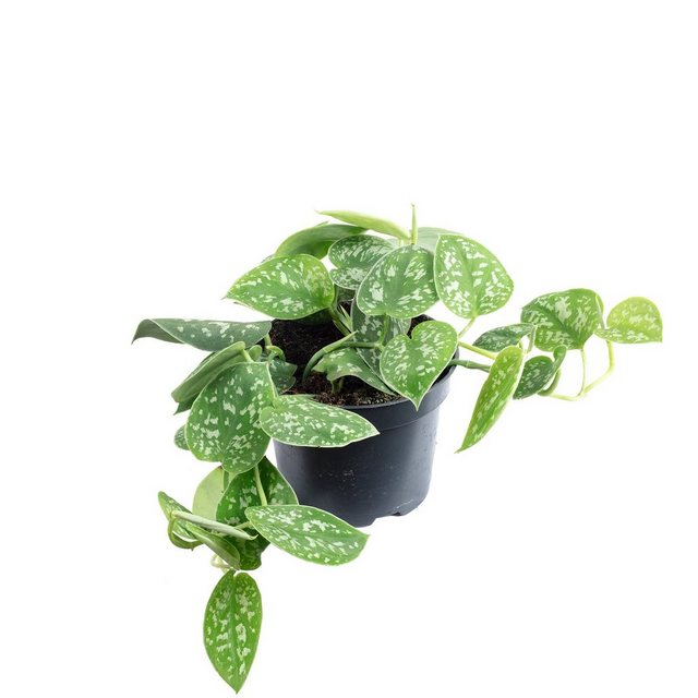 Flowerbox Zimmerpflanze »Gefleckte Efeutute - Scindapsus pictus 'Argyraeus'«-Pflanzen-Inspirationen