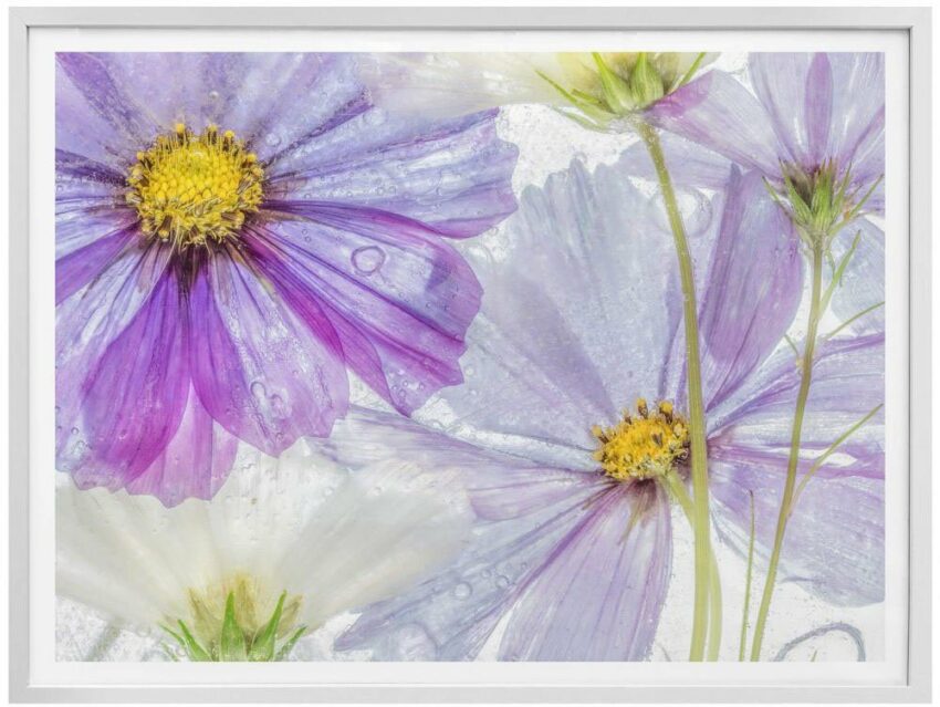 Wall-Art Poster »Frozen Flowers«, Blumen (1 Stück)-Bilder-Ideen für dein Zuhause von Home Trends