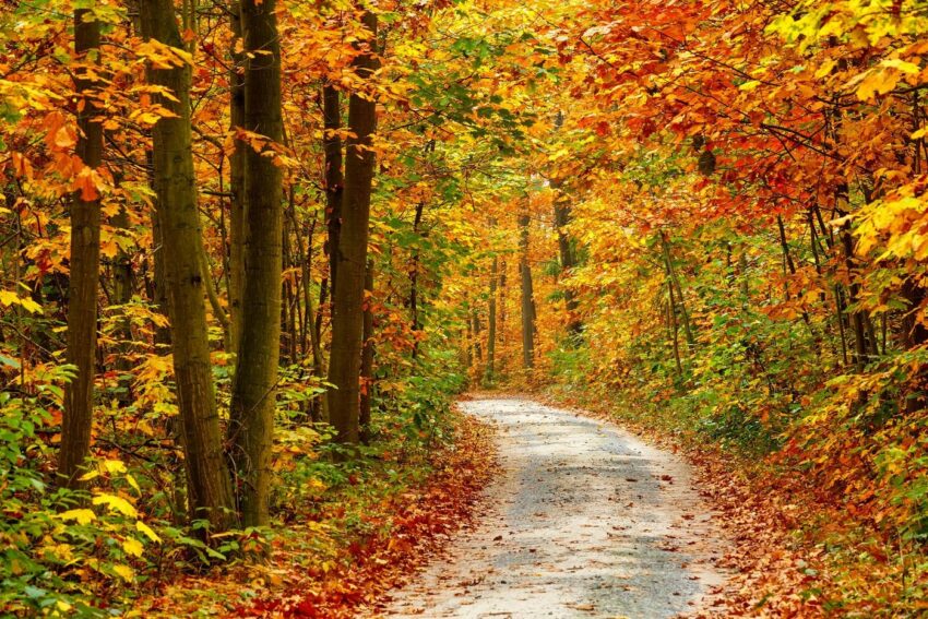 Papermoon Fototapete »Pathway in Colorful Autumn Forest«, glatt-Tapeten-Ideen für dein Zuhause von Home Trends