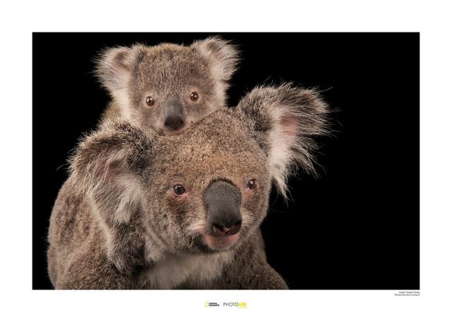 Komar Poster »Koala Bear«, Tiere, Höhe: 40cm-Bilder-Inspirationen