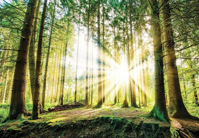 Consalnet Fototapete »Sonniger Wald«, glatt, Motiv-Tapeten-Inspirationen