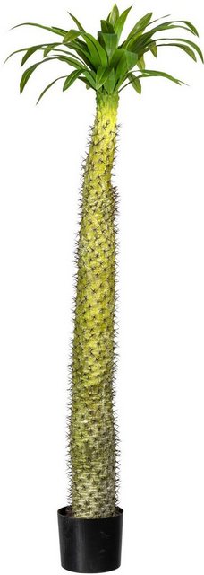 Künstliche Zimmerpflanze »Madagaskarpalme Pachypodium« Madagaskarpalme Pachypodium, Creativ green, Höhe 160 cm-Kunstpflanzen-Inspirationen