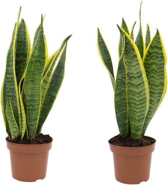 Dominik Zimmerpflanze »Bogenhanf«, Höhe: 20 cm, 2 Pflanzen-Pflanzen-Inspirationen