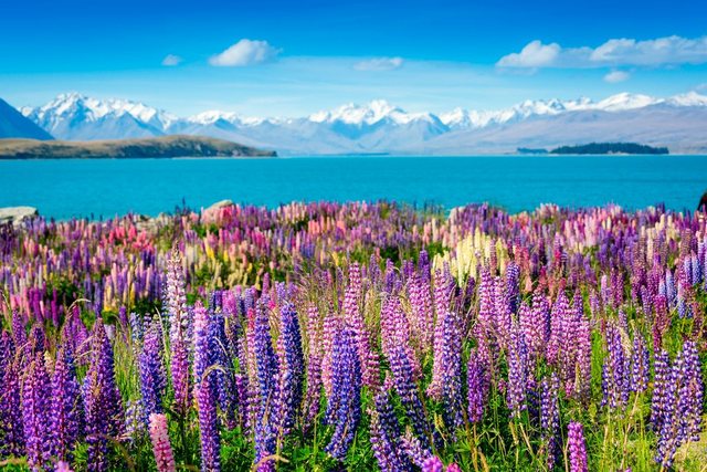 Papermoon Fototapete »Montain Lake with Flowers«, glatt-Tapeten-Inspirationen