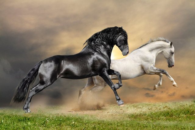 Papermoon Fototapete »Black and White Horses«, glatt-Tapeten-Inspirationen