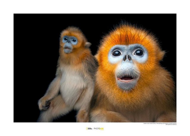 Komar Poster »Golden Snub-nosed Monkey«, Tiere, Höhe: 40cm-Bilder-Inspirationen