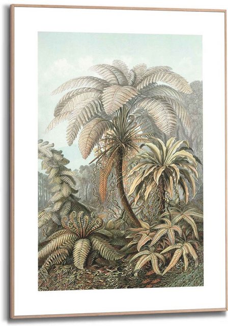 Reinders! Bild »Gerahmtes Bild Filicina Ernst Haeckel - Dschungel - Botanisch - Palmen«, Pflanzen (1 Stück)-Bilder-Inspirationen